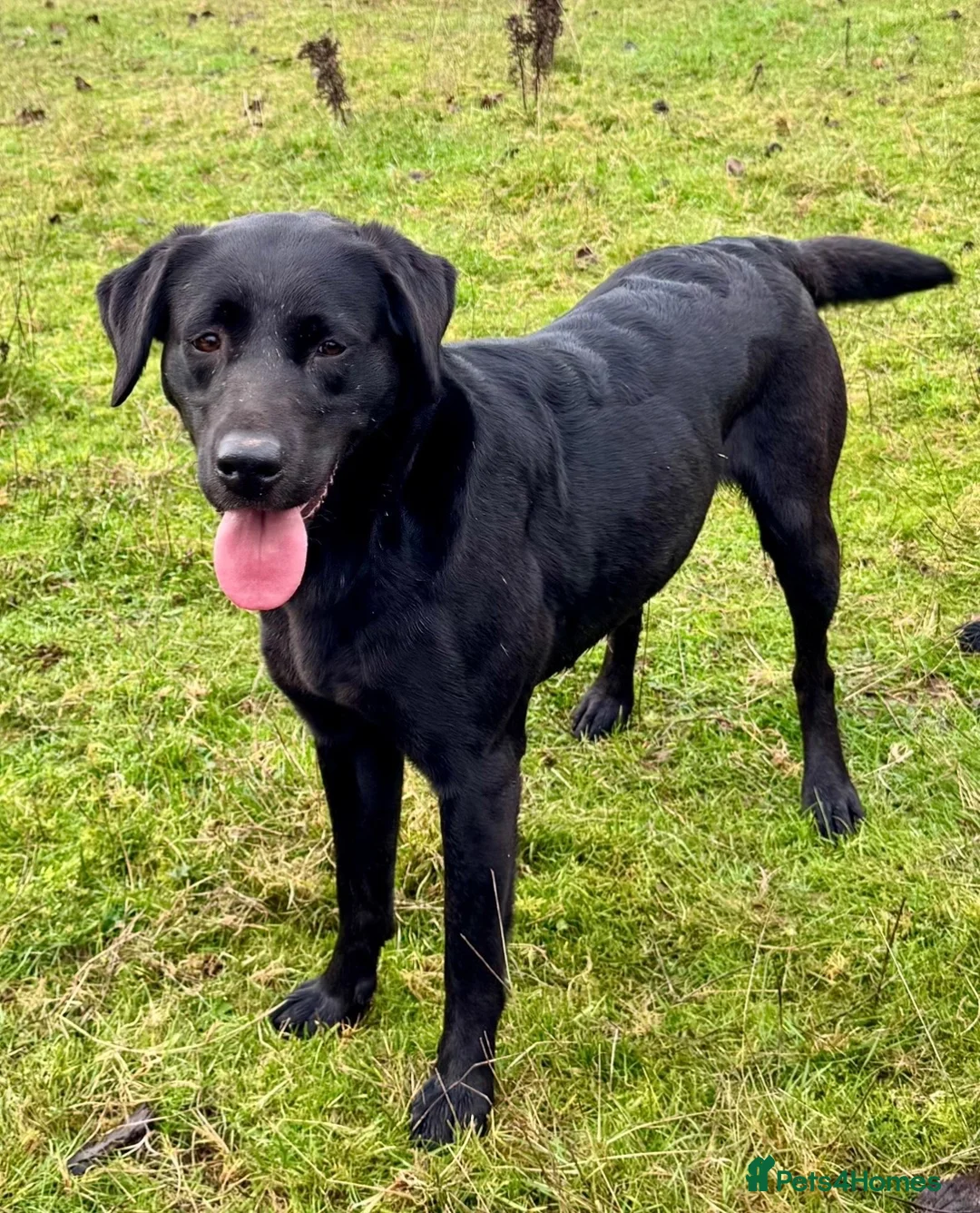 Borador dogs for sale: Lab x collies  - Advert 3
