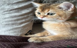 British Shorthair cats for sale: BSH Golden kittens  - Image 10
