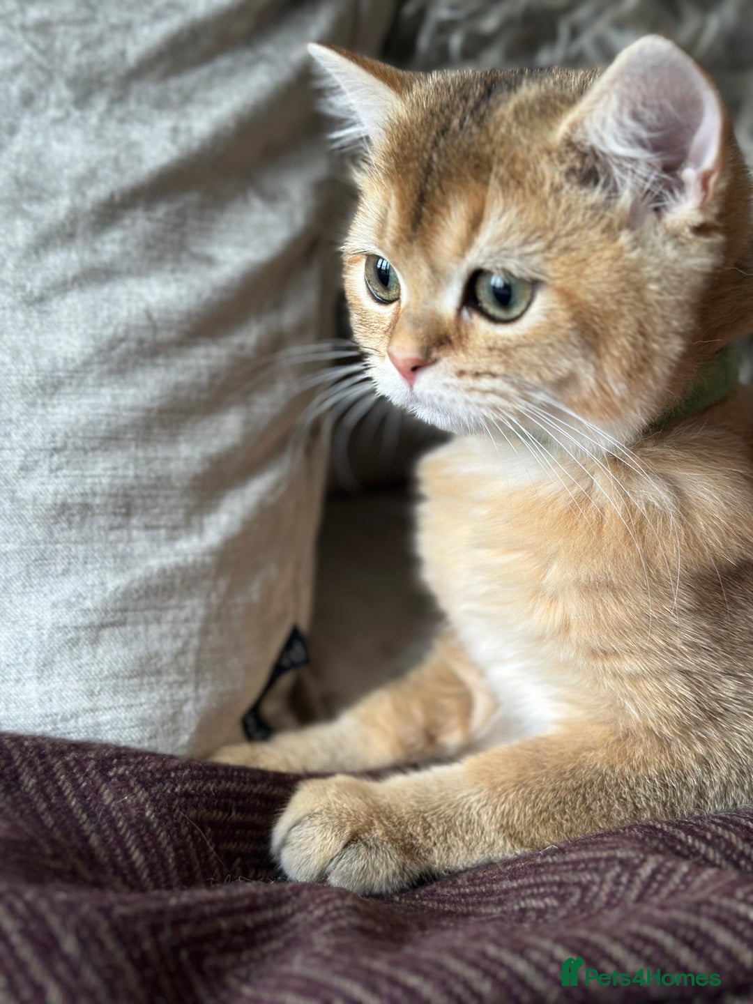 British Shorthair cats for sale: BSH Golden kittens  - Image 10