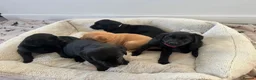 Labrador Retriever dogs for sale: Gorgeous 6-Week-Old Working Labrador Puppies in Ripley - Advert 28