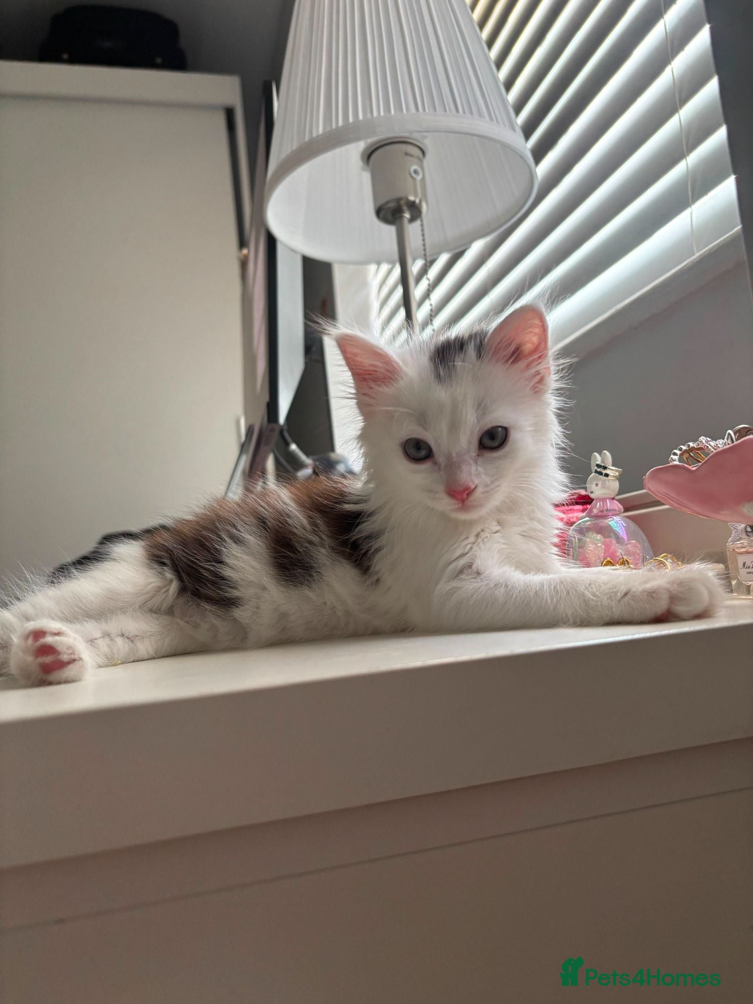 Domestic Shorthair cats Baby David Needs a Home! 🐾 - Advert 15