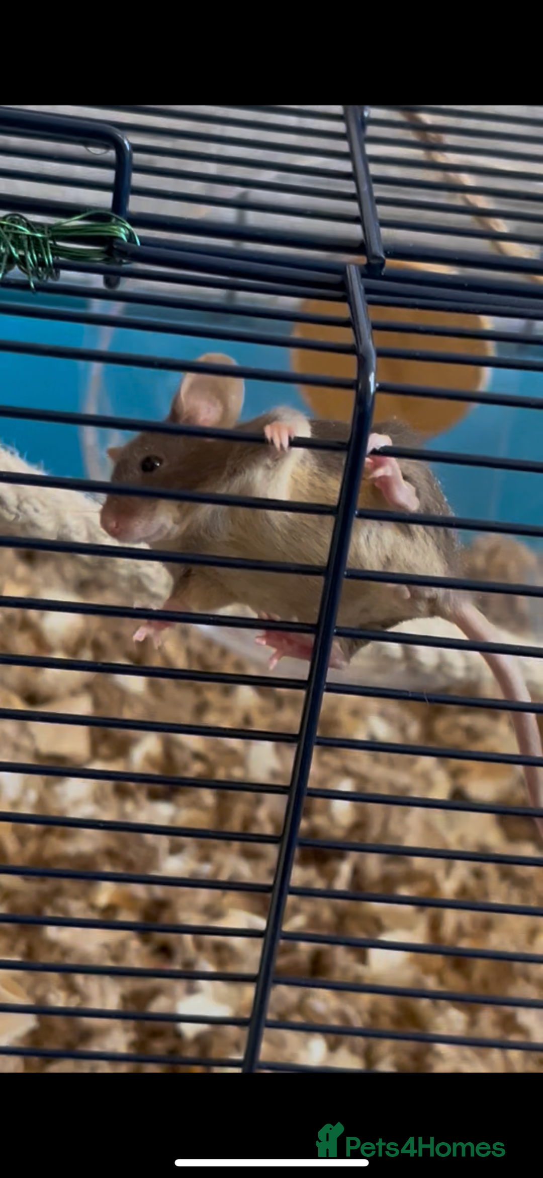 Mouse rodents for sale: URGENT REHOMING FEMALE MOUSE - Image 3