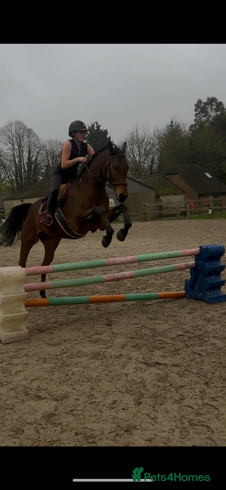 Irish Thoroughbred horses Safe all rounder  - Advert 4