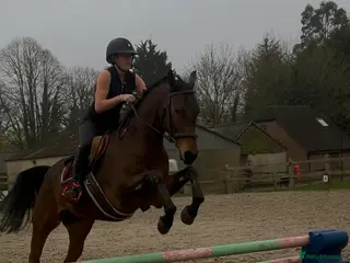 Irish Thoroughbred horses Safe all rounder - Advert 4