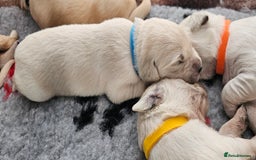Golden Retriever dogs for sale: Golden Retriever Puppies - you will Fall in love  - Image 17