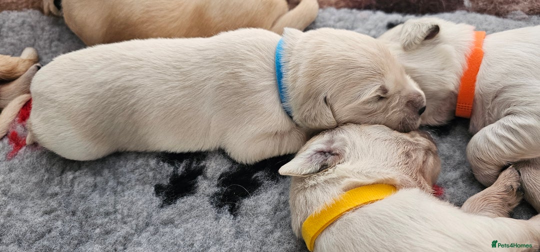 Golden Retriever dogs for sale: Golden Retriever Puppies - you will Fall in love  - Image 17