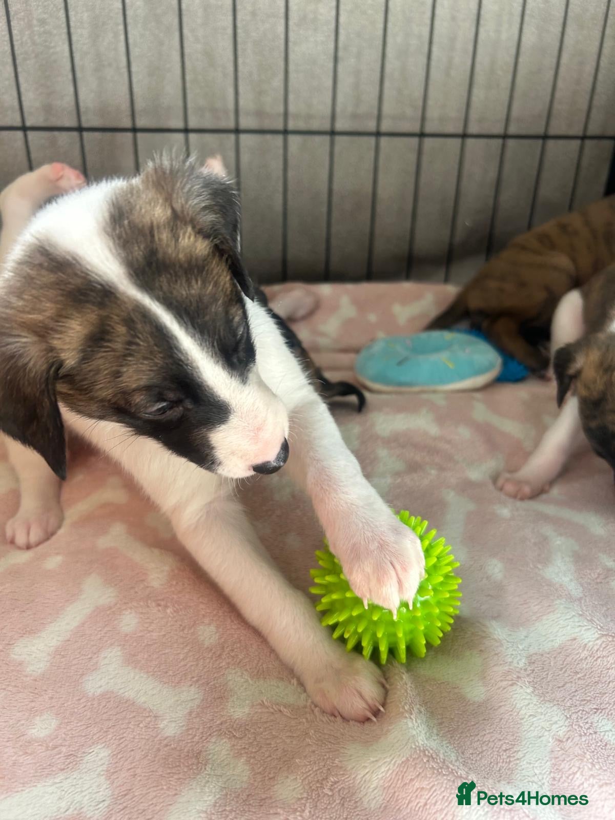 Whippet dogs Stunning pedigree whippet puppies  - Advert 2