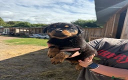 Rottweiler dogs for sale: beautiful pedigree rottweilers  - Image 29
