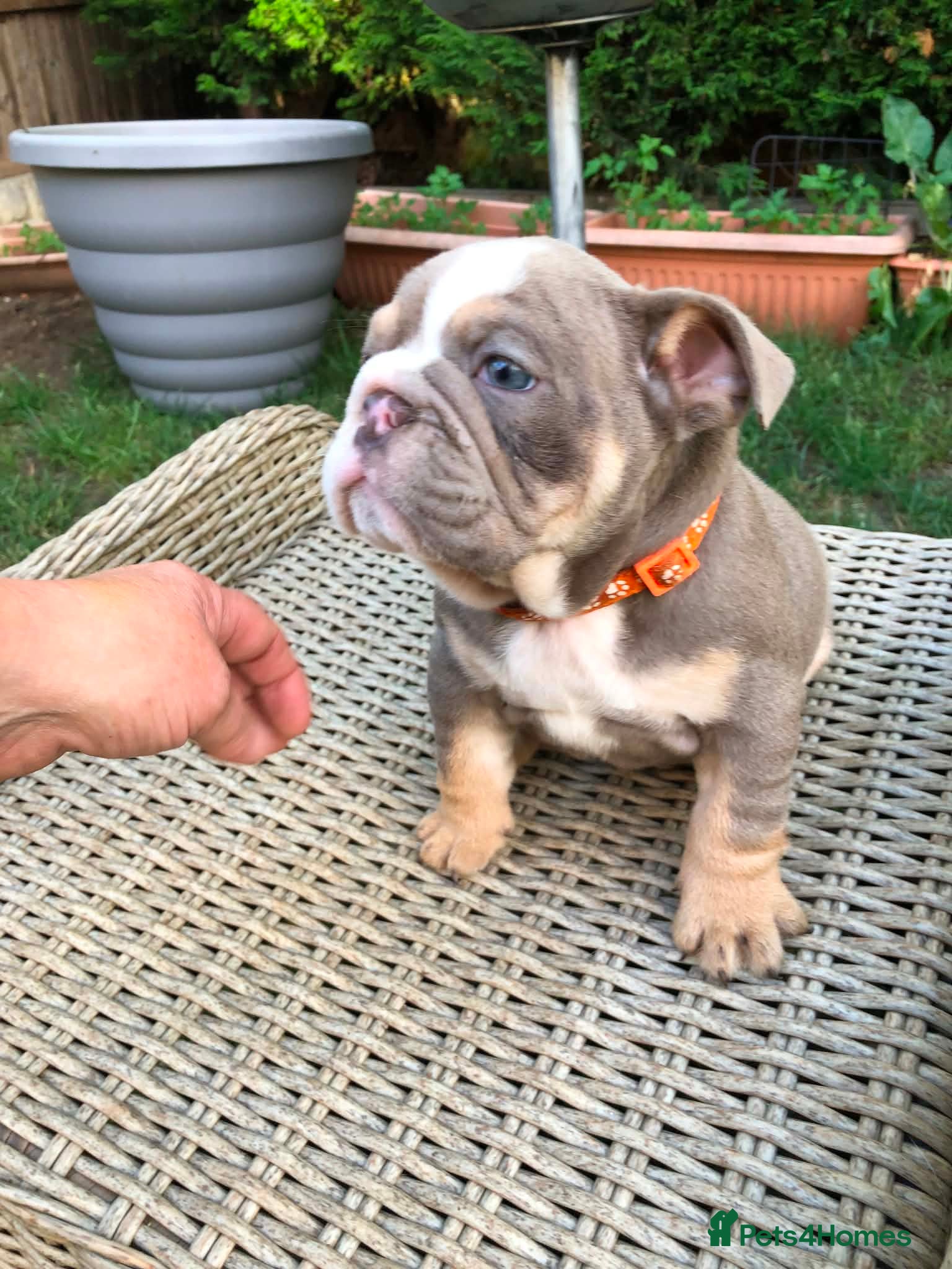 English Bulldog dogs for sale: English bulldog puppies in Doncaster - Advert 21
