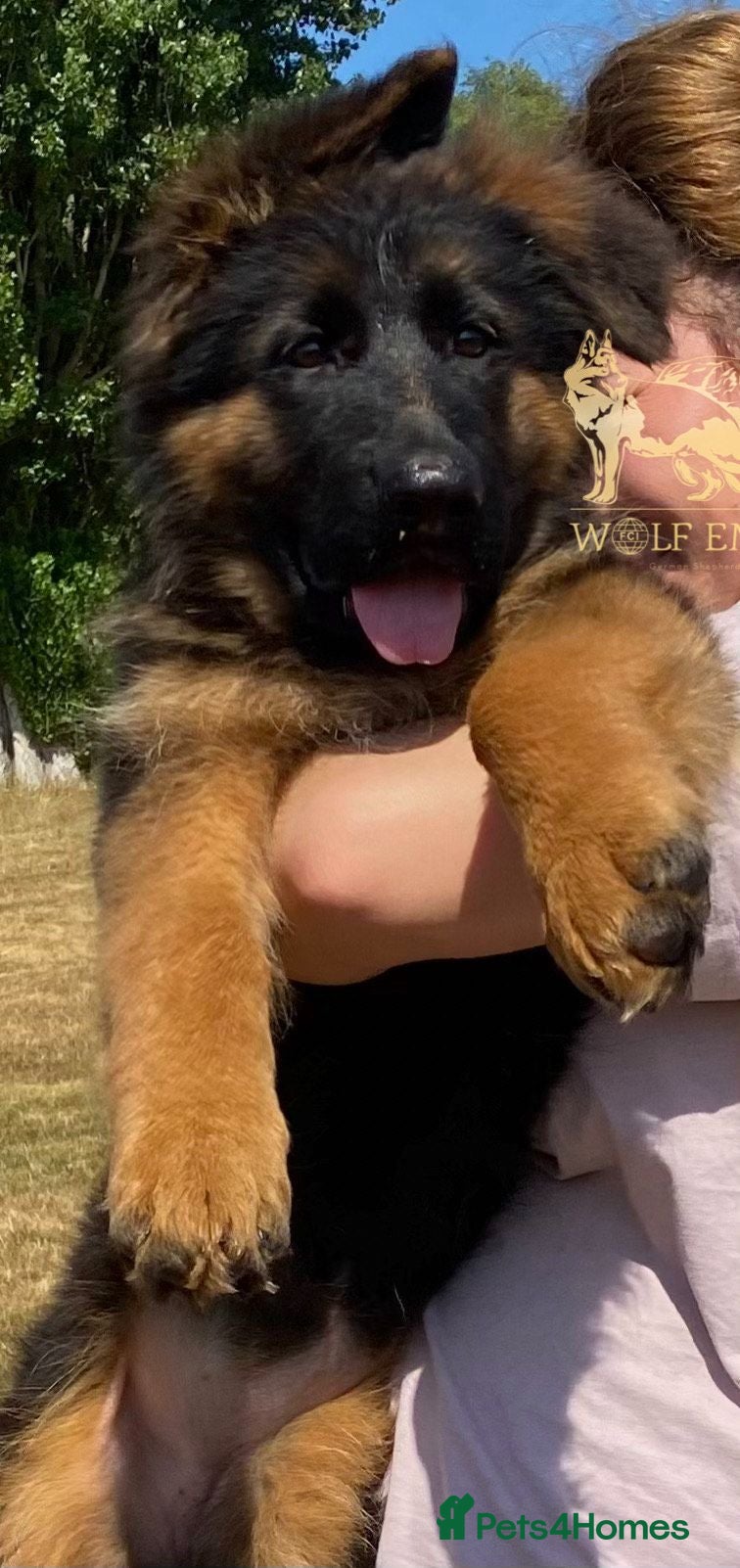 German Shepherd dogs Beautiful  Gsd Puppies  - Advert 5