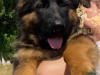 German Shepherd dogs Beautiful Gsd Puppies - Advert 5