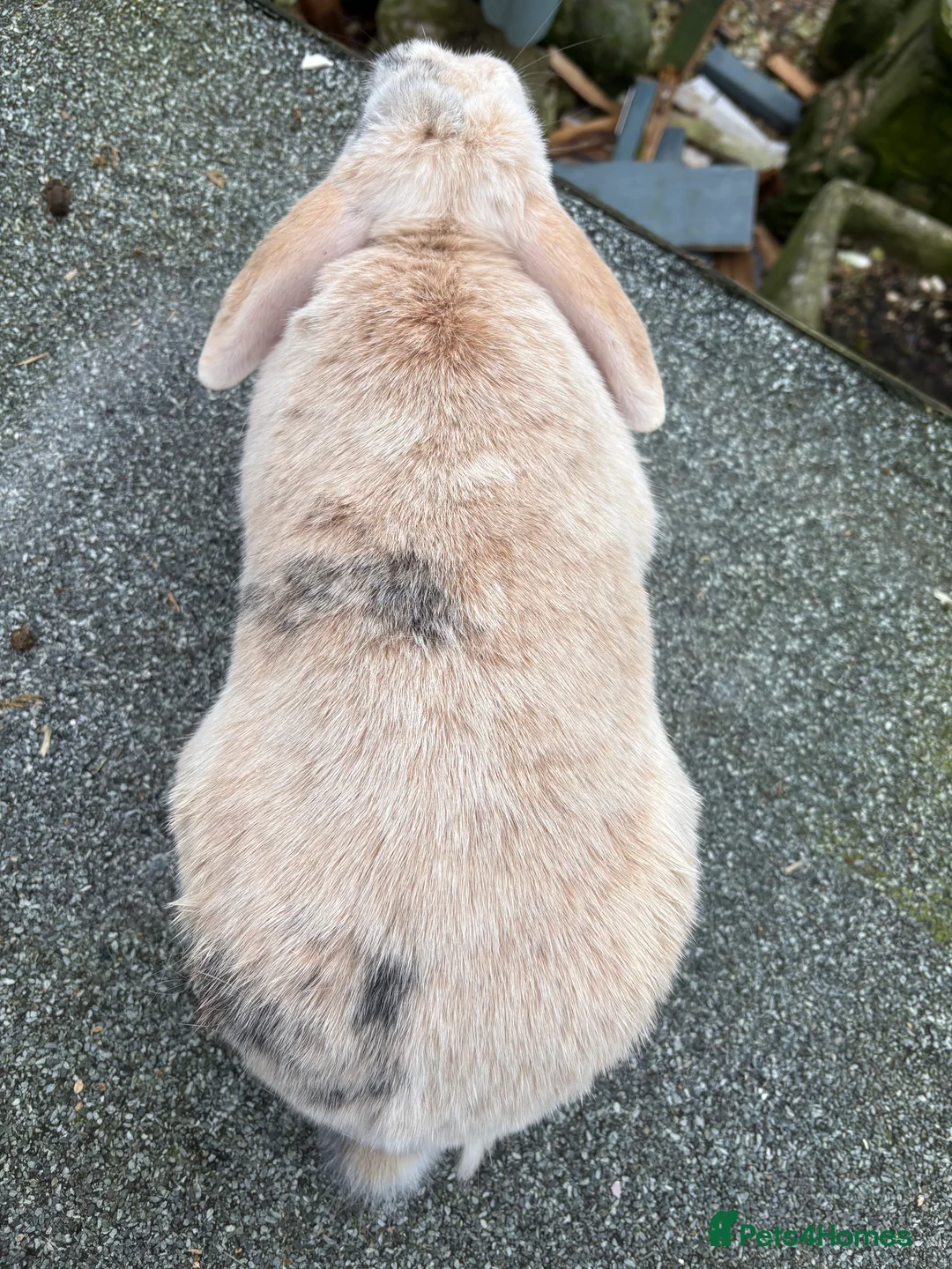Mini Lop rabbits for sale: Female mini lop  - Advert 3