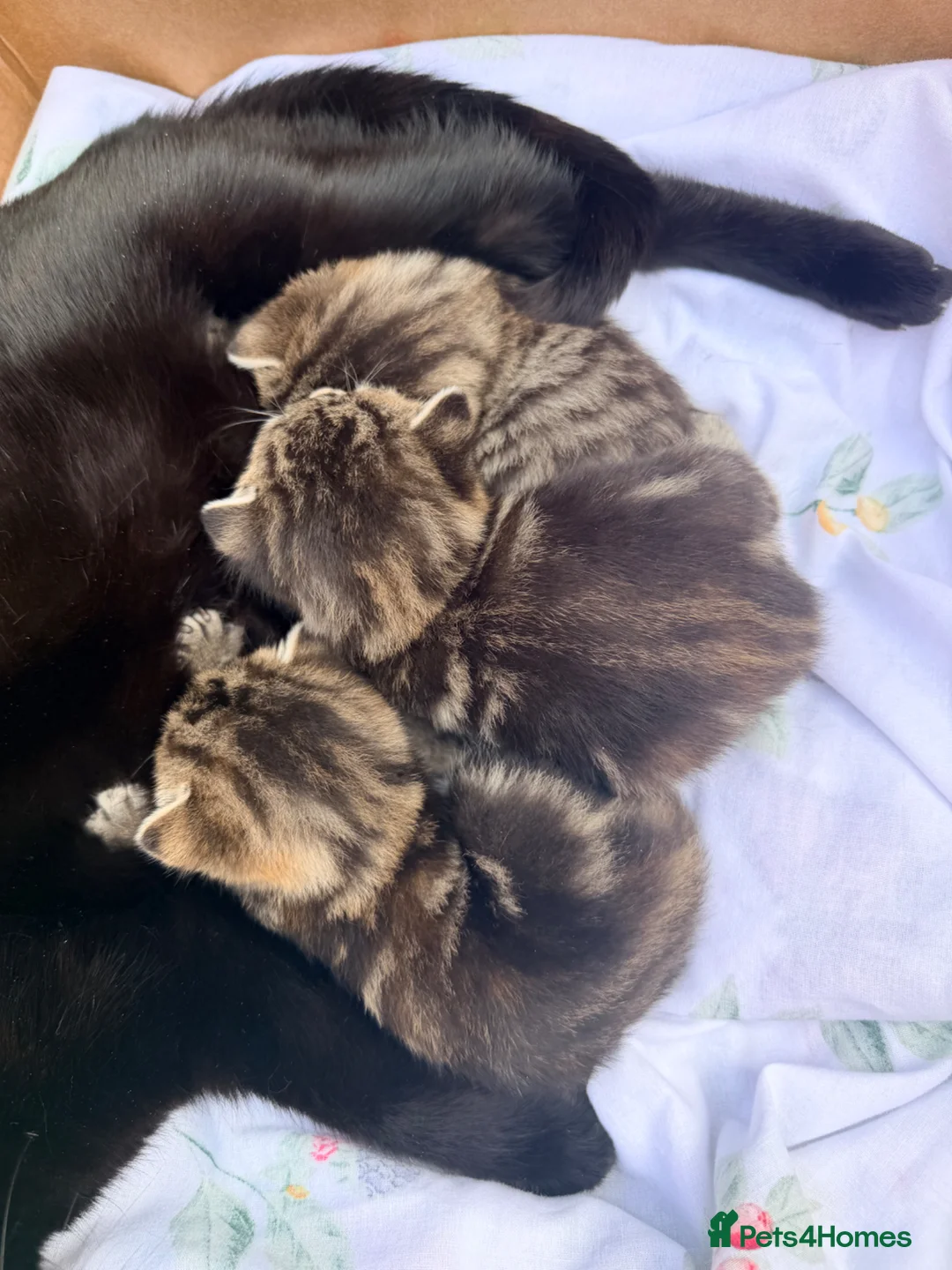 Mixed Breed cats for sale: Tabby/bengal mix kittens  - Advert 2