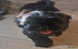 Shih Tzu dogs for sale: Imperial Shih tzu Pupps💙 Ready to leave!  - Image 26