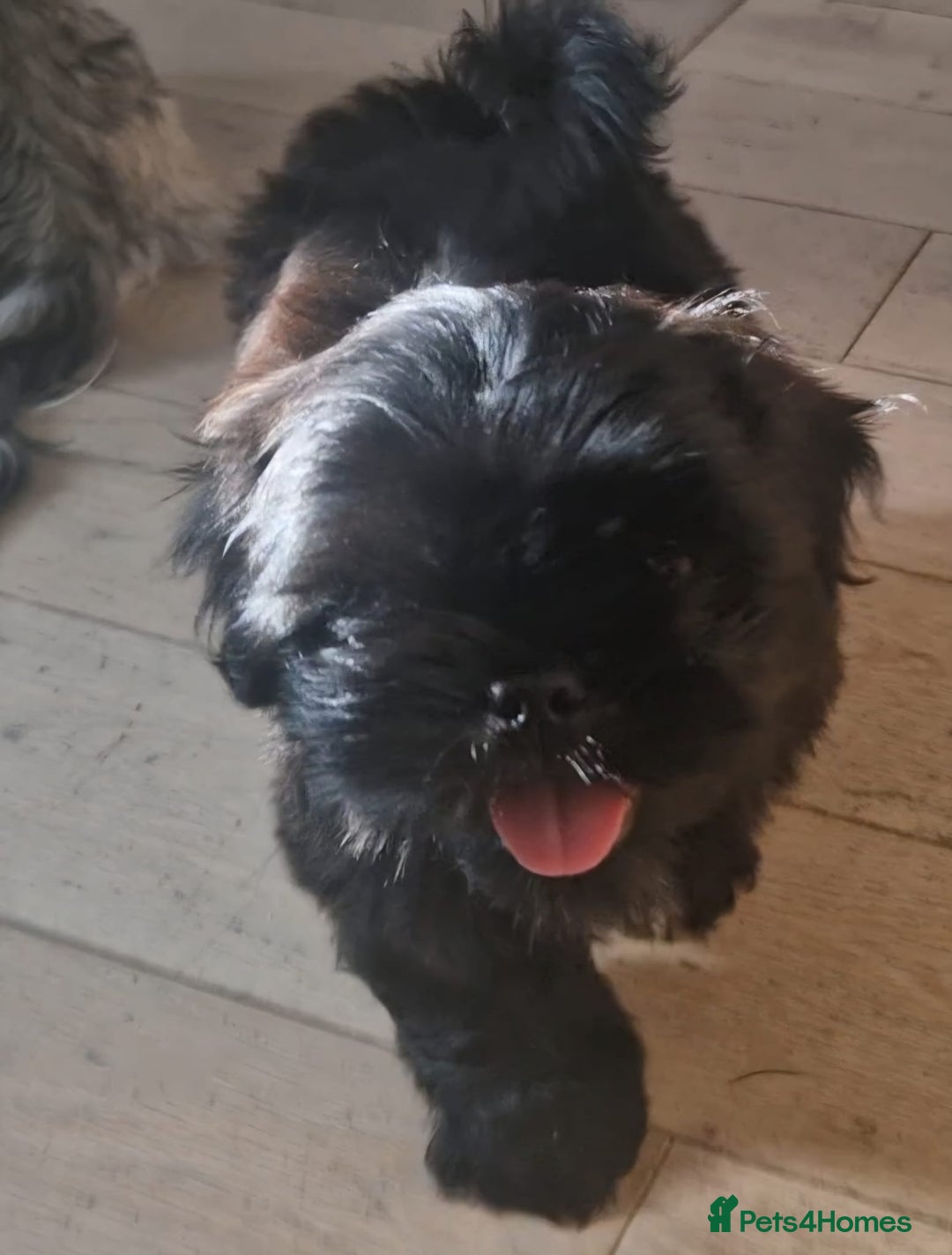 Shih Tzu dogs for sale: Imperial Shih tzu Pupps💙 Ready to leave!  - Image 26
