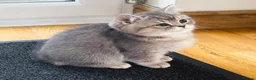 British Shorthair cats for sale: GCCF/TICA British Shorthair Kittens–Champion Lines - Advert 3