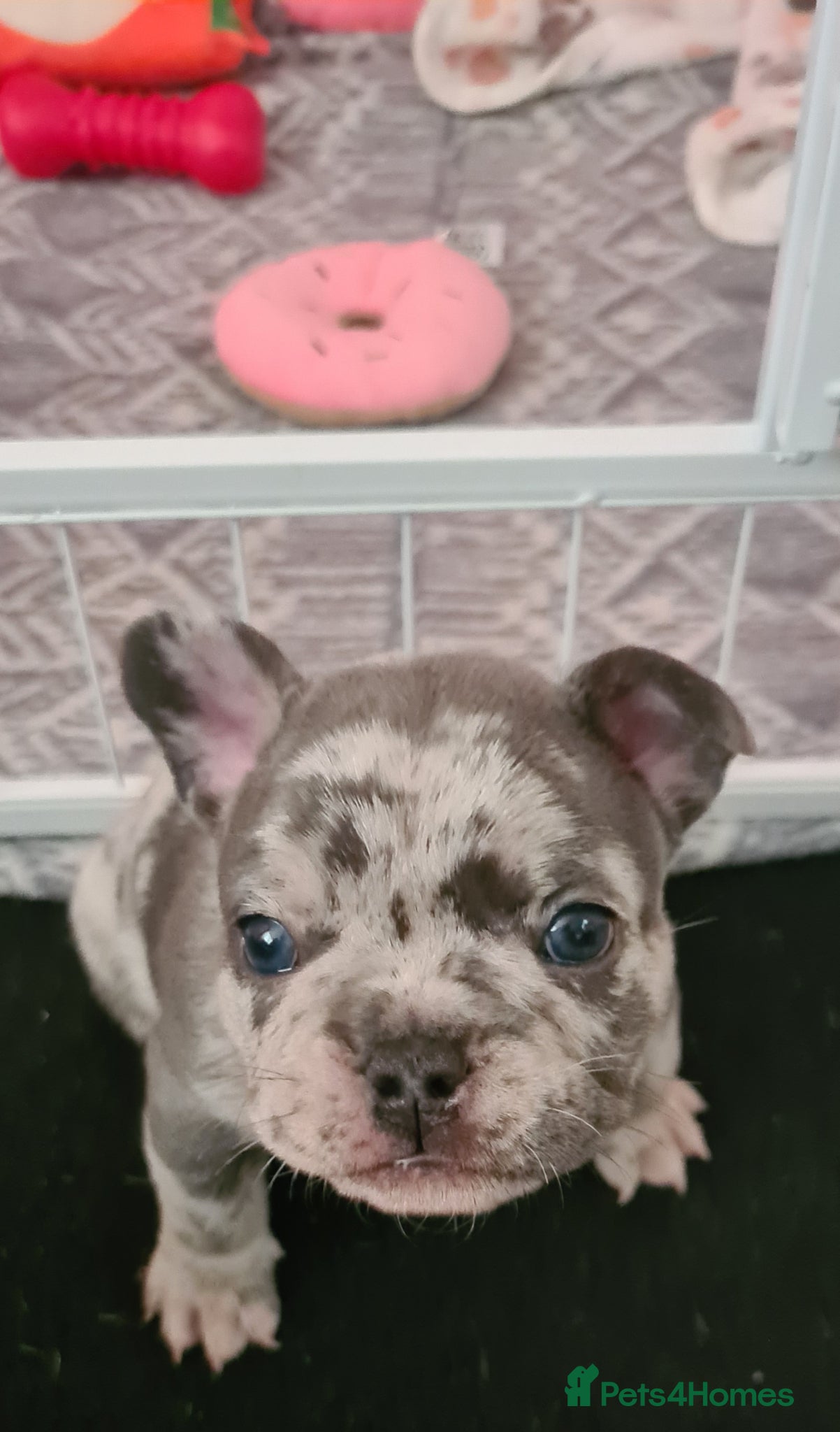 French Bulldog dogs for sale: French bulldogs - Advert 6