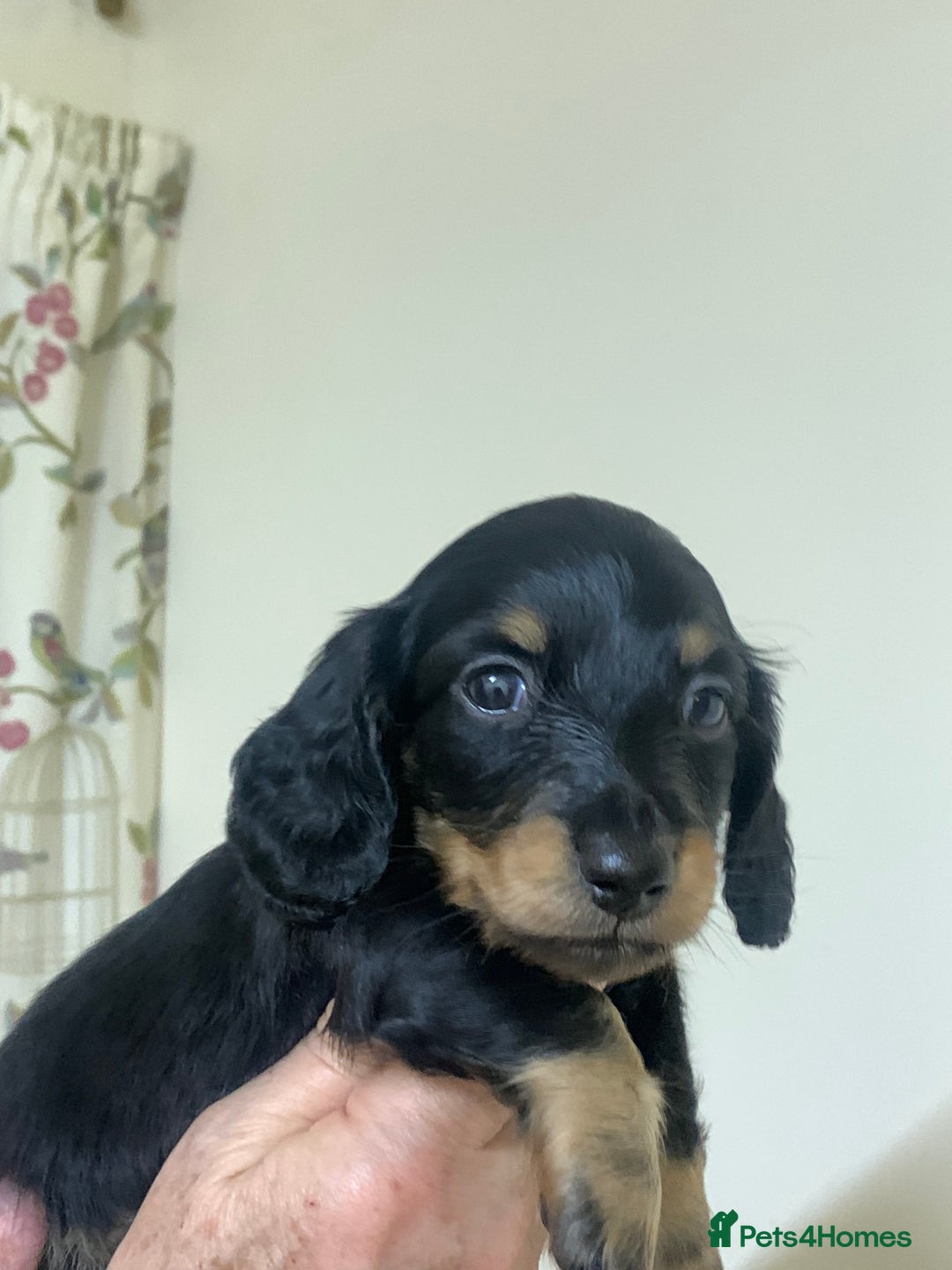 Miniature Dachshund dogs for sale: KC reg mini Longhaired Dachshunds - Advert 4