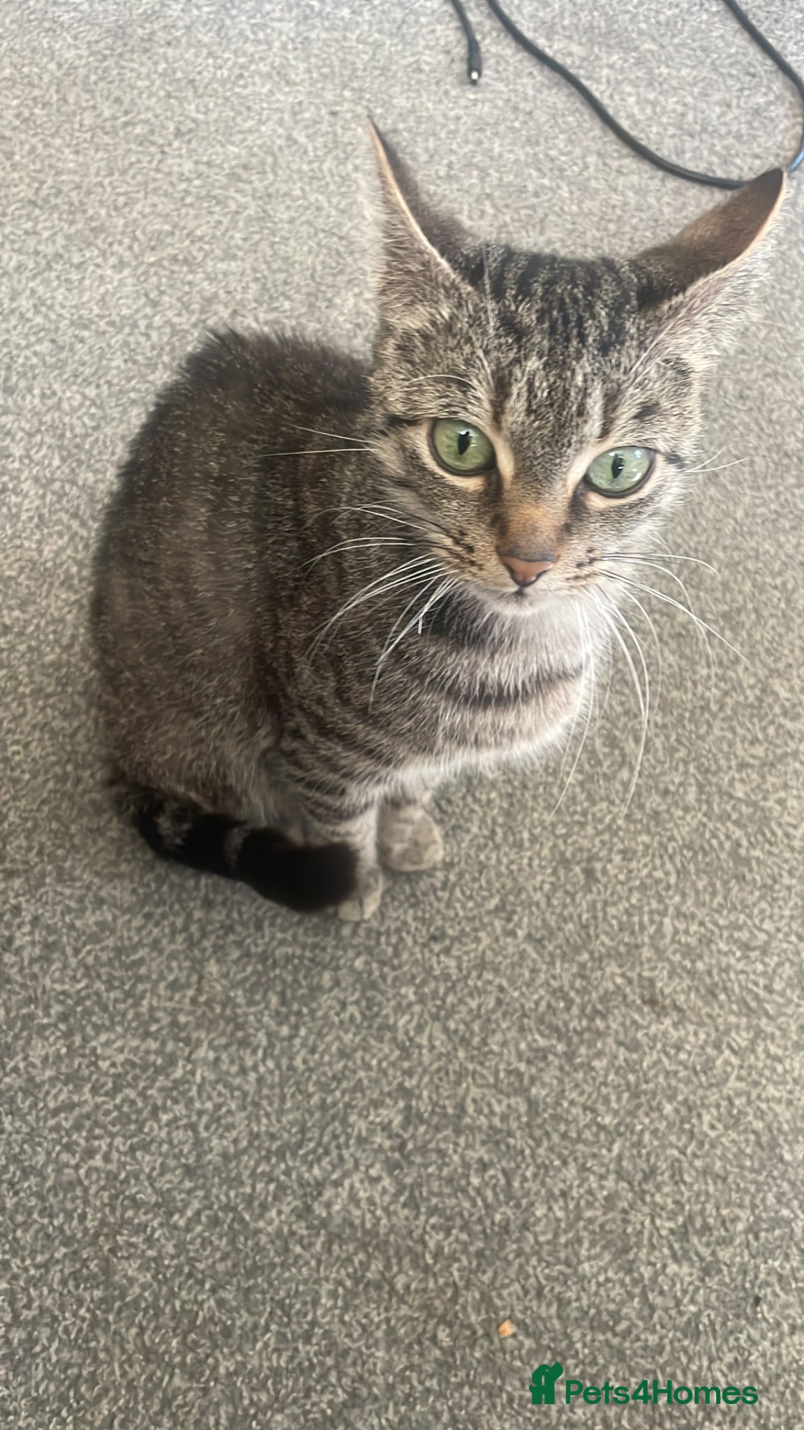 Mixed Breed cats 1 male and 1 female can be sold separately  - Advert 13