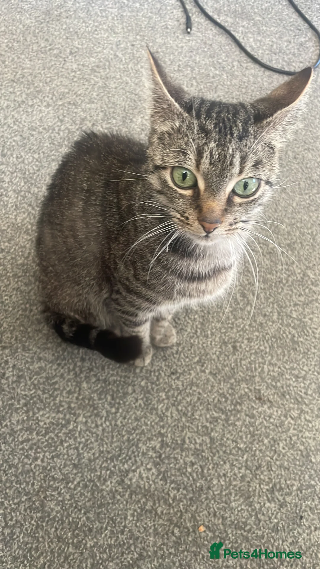 Mixed Breed cats for sale: 1 male and 1 female can be sold separately  in Market Rasen - Advert 1