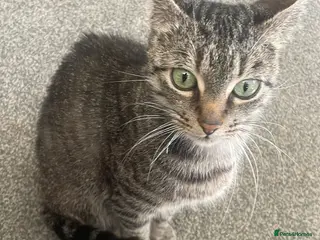 Mixed Breed cats 1 male and 1 female can be sold separately - Advert 9