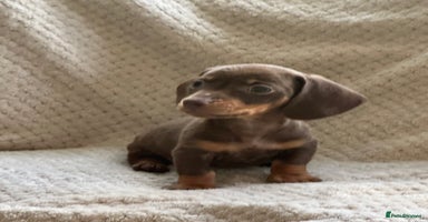 Miniature Dachshund dogs - Advert 14