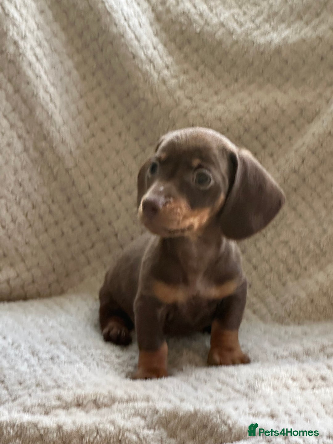 Miniature Dachshund dogs for sale: KC registered pra clear mini dachshund puppies  - Image 1