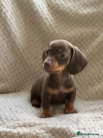 Miniature Dachshund dogs - Advert 14