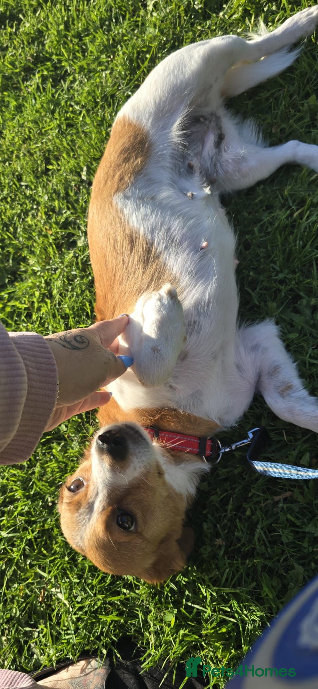 Mixed Breed dogs for adoption: Apricot  - Image 4