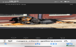 Cavapoo dogs for sale: Adorable Black and Tan 9 week pup - Image 2