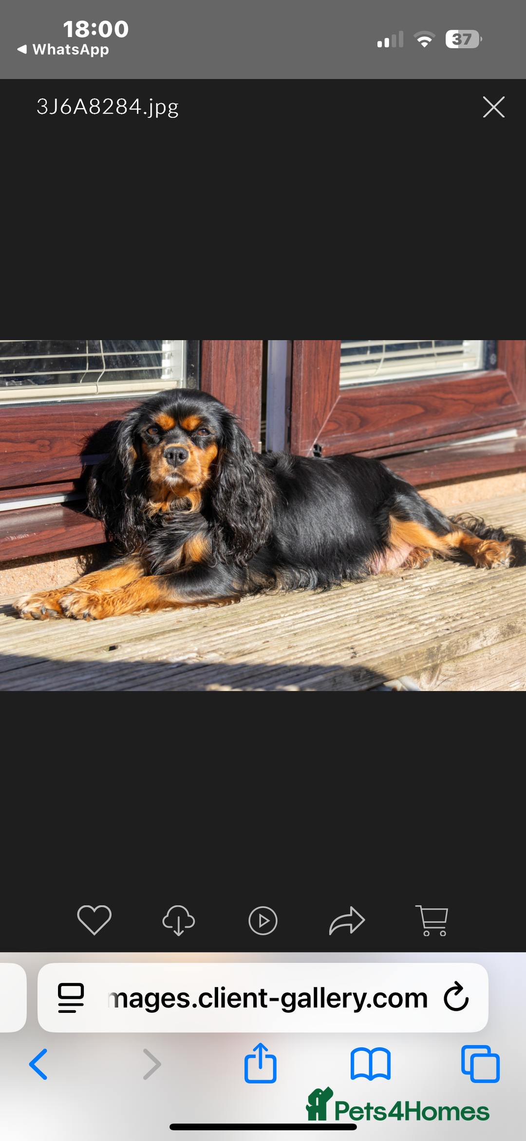 Cavapoo dogs for sale: Adorable Black and Tan 9 week pup - Image 2