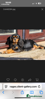 Cavapoo dogs - Advert 4