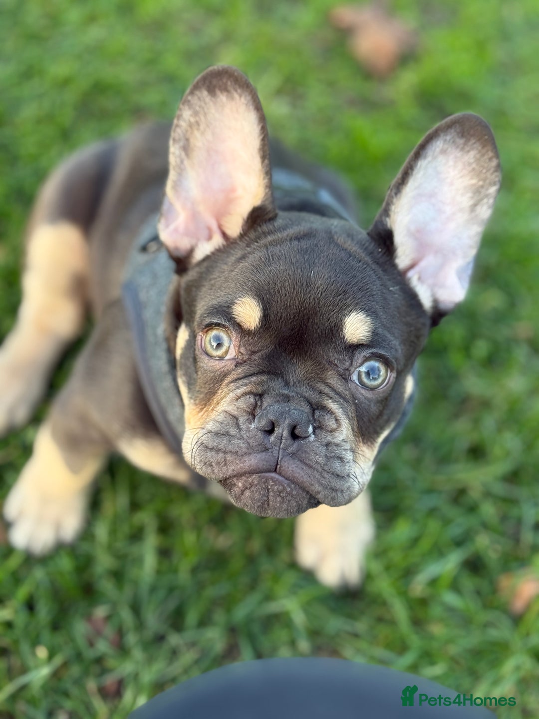 French Bulldog dogs for sale: bulldog franchie - Advert 12