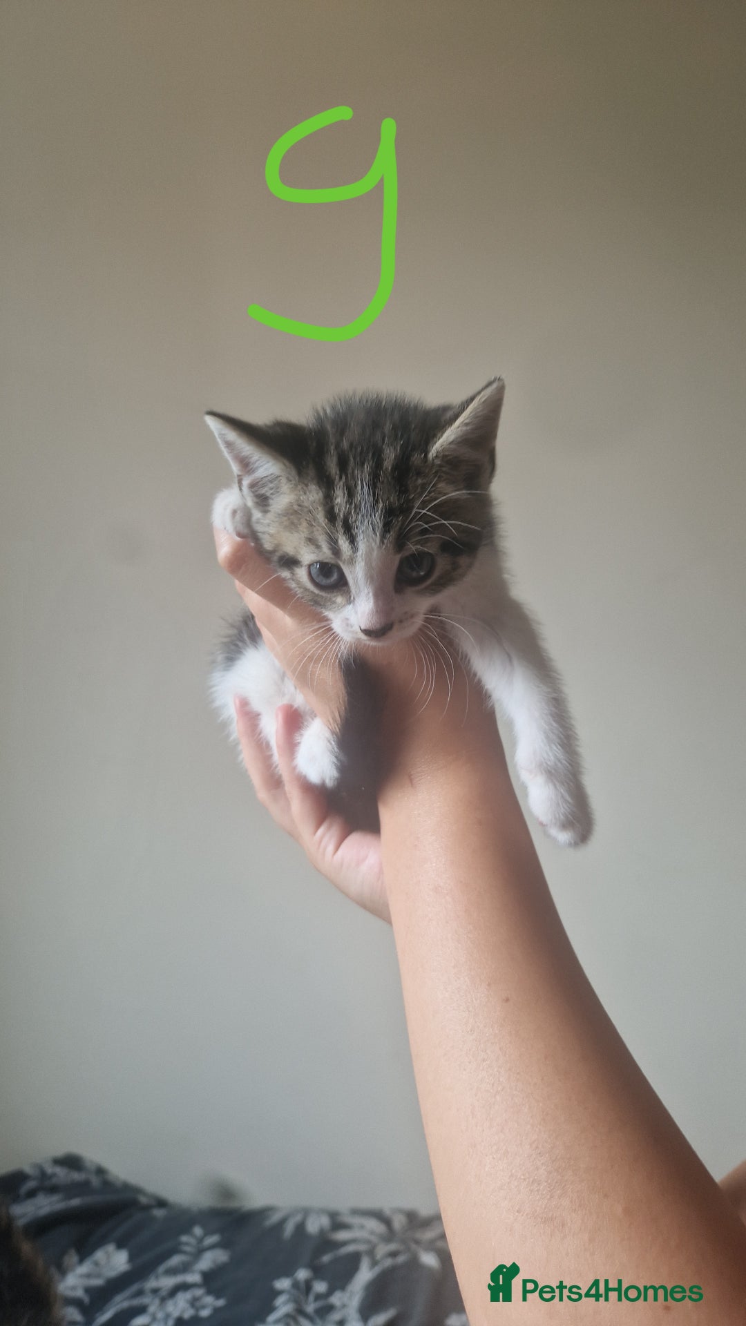 Mixed Breed cats for sale: 3 tabby kittens  - Image 2