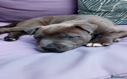 Staffordshire Bull Terrier dogs for sale: Gorgeous staffy pups  - Image 3