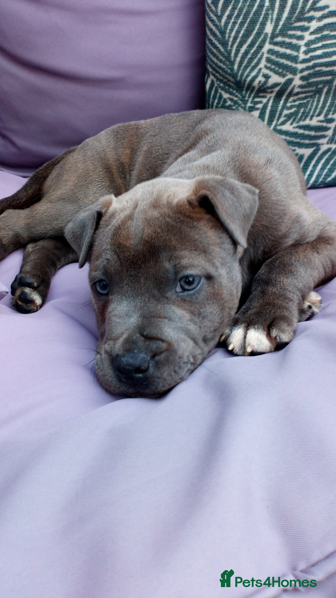 Staffordshire Bull Terrier dogs for sale: Gorgeous staffy pups  - Image 3