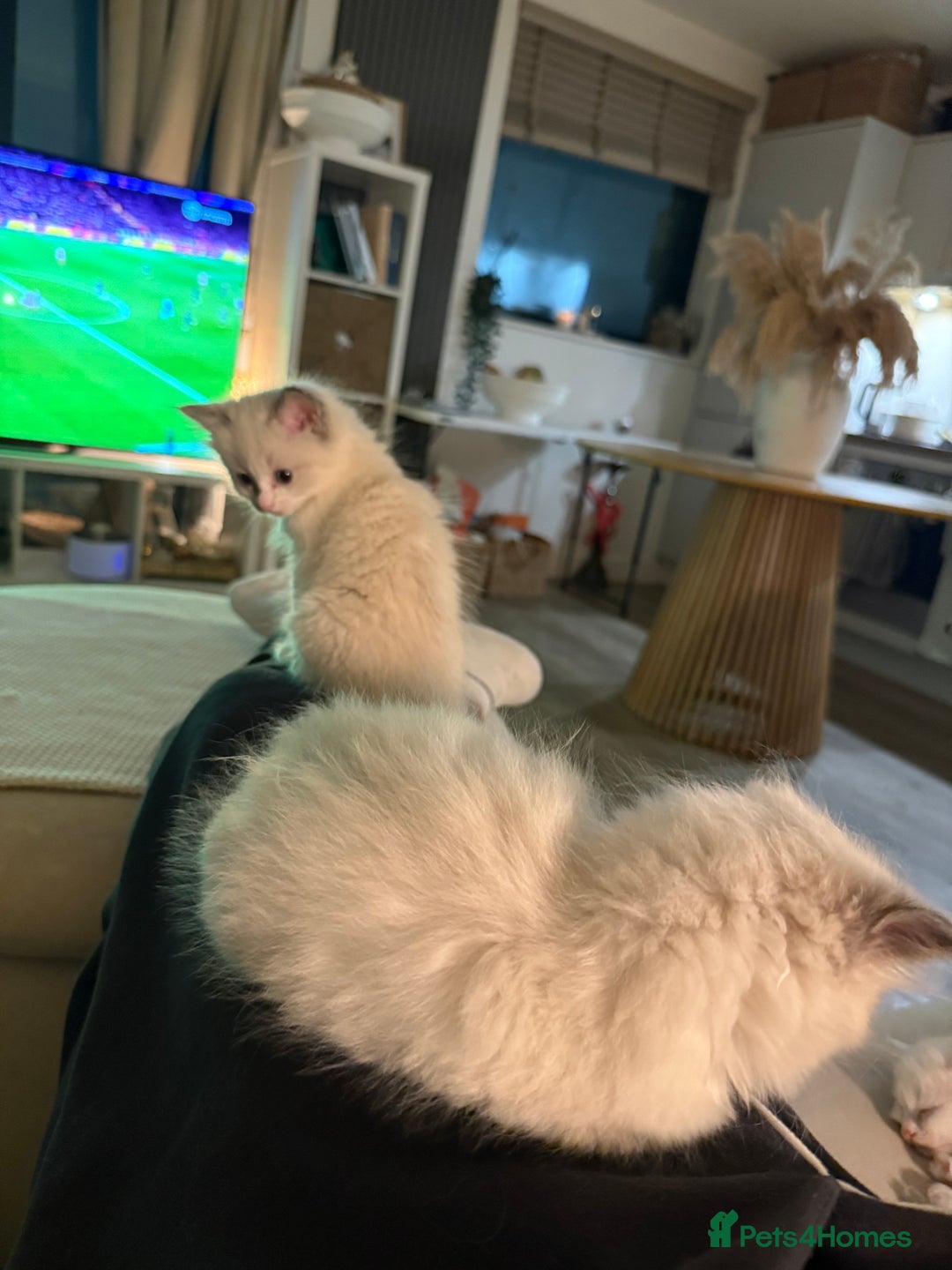 Ragdoll cats for sale: Beautiful Ragdoll Kittens – Stunning & Ready Soon - Advert 5