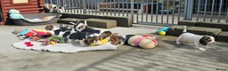 Beagle dogs for sale: Stunning Litter of KC Registered Beagle Pups  in Thirsk - Advert 33