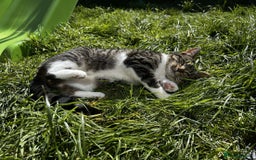 Mixed Breed cats for sale: Female Cat For Sale - Image 6