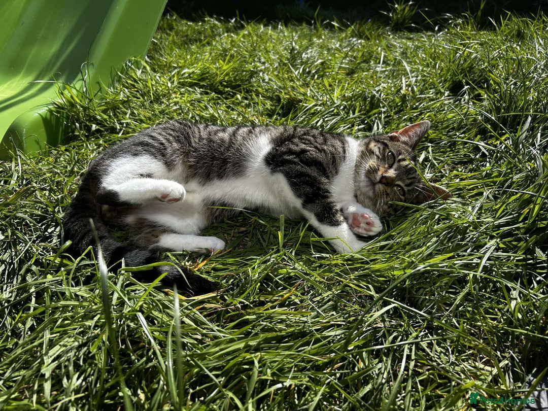 Mixed Breed cats for sale: Female Cat For Sale - Image 6