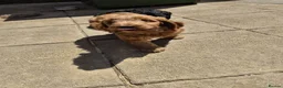 Cockapoo dogs for sale: cockapoo puppies in Solihull - Advert 2