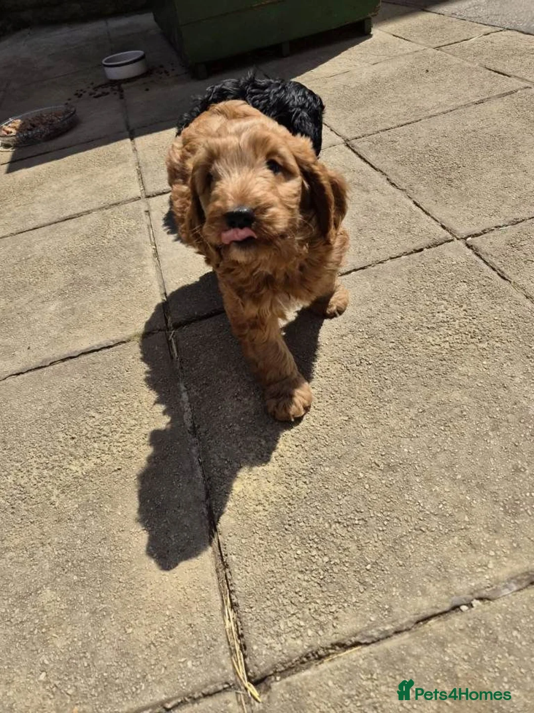 Cockapoo dogs for sale: cockapoo puppies in Solihull - Advert 2