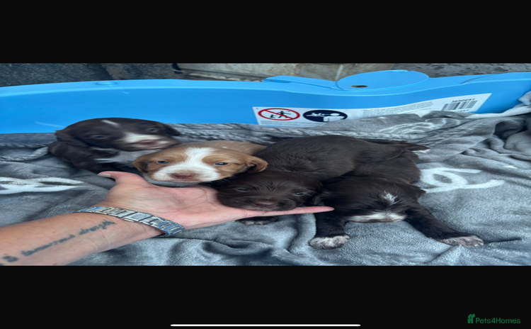 Cockapoo dogs - Advert 6