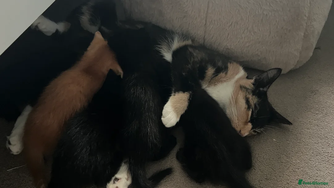 Domestic Shorthair cats for sale: Adorable Female Kittens Looking for a Loving home - Advert 4