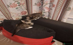 Mixed Breed cats for sale: Gorgeous kittens looking for their forever home.  - Advert 2