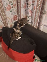 Mixed Breed cats Gorgeous kittens looking for their forever home. - Advert 9