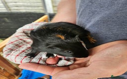 English rabbits for sale: Guinea pigs  - Image 7