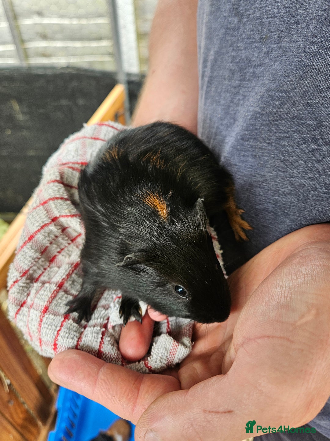 English rabbits for sale: Guinea pigs  - Image 7