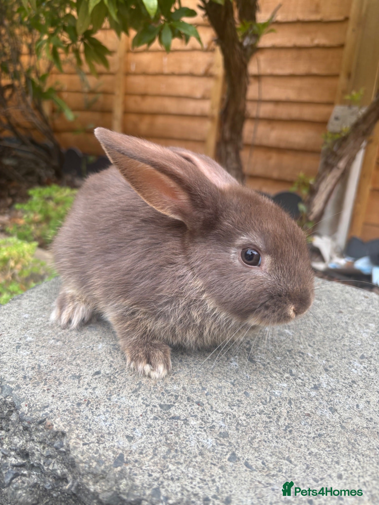 Mini Lop rabbits Female chocolate otter / black self cross - Advert 1