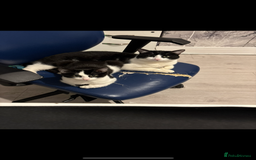 Domestic Shorthair cats for sale: URGANT rehoming  - Image 3